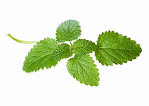 lemon_balm