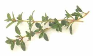 thyme