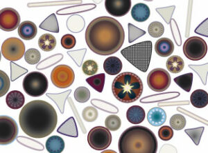 diatom