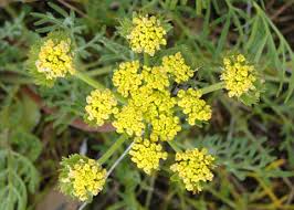 lomatium